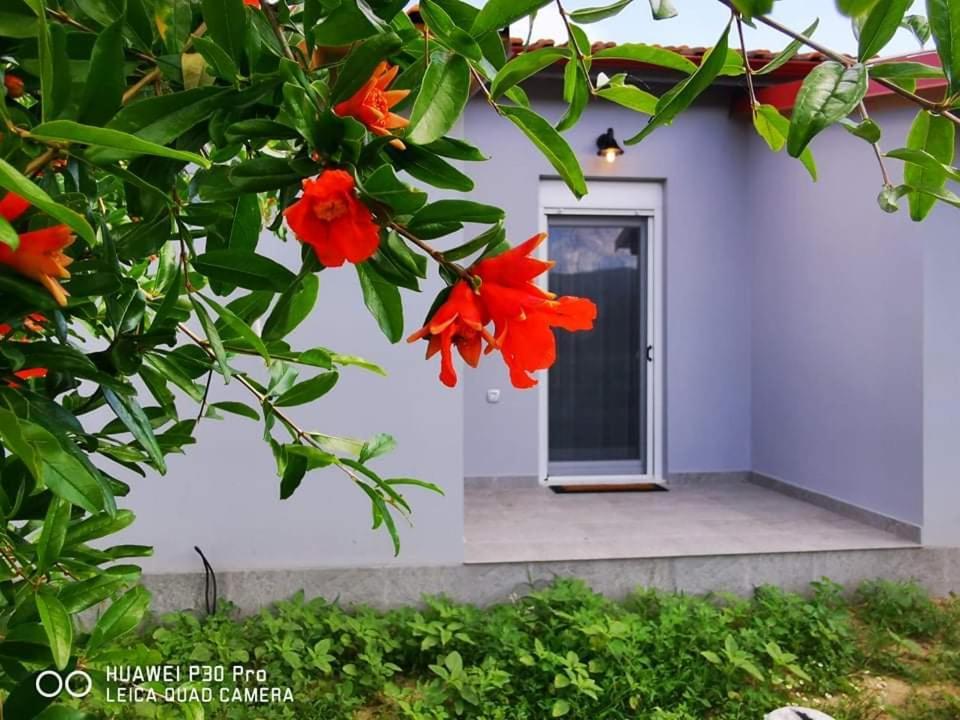 Ktima Mimoza Apartment Sykia Chalkidikis Luaran gambar